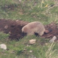 Marmota marmota -  1. Fund
