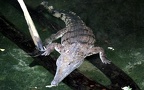Familie Crocodylidae (Cuvier, 1807)