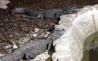 Ordnung Crocodylia (Owen, 1842)