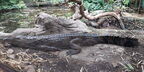 Familie Gavialidae (Adams, 1854)