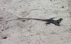 Familie Agamidae (Gray, 1827)
