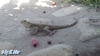 Familie Agamidae (Gray, 1827)