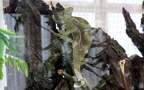 Familie Chamaeleonidae (Werner, 1902)