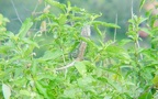 Familie Chamaeleonidae (Werner, 1902)