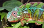 Familie Chamaeleonidae (Werner, 1902)