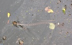 Klasse Reptilia (Laurenti, 1768)