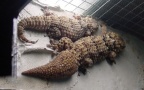 Familie Gekkonidae (Gray, 1825)