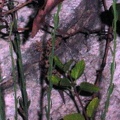 Hemidactylus turcicus -  3. Fund