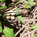Lacerta viridis meridionalis -  2. Fund (Männchen)