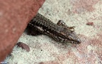 Klasse Reptilia (Laurenti, 1768)