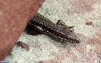 Podarcis muralis (Laurenti, 1768)