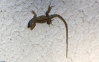 Familie Lacertidae (Gray, 1825)