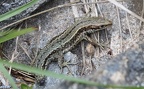 Klasse Reptilia (Laurenti, 1768)