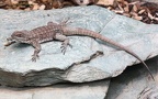 Familie Opluridae (S. M. Moody, 1983)