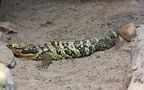 Klasse Reptilia (Laurenti, 1768)
