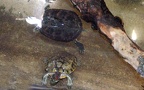 Klasse Reptilia (Laurenti, 1768)