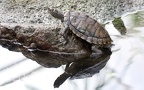 Familie Emydidae (Rafinesque, 1815)