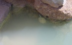 Familie Geoemydidae (Theobald, 1868)