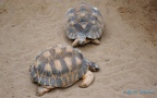 Familie Testudinidae (Batsch, 1788)