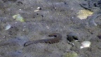 Ordnung Phyllodocida (Dales, 1962)