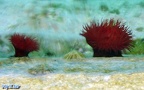 Actinia equina -  1. Fund