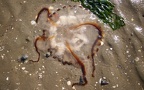 Stamm Cnidaria (Hatschek, 1888)