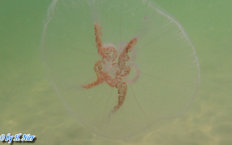 Aurelia aurita -  3. Fund