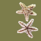 Klasse Asteroidea (de Blainville, 1830)