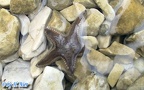 Stamm Echinodermata (Bruguière, 1791)