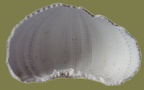 Gattung Arbacia (Gray, 1835)