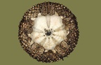 Arbacia lixula -  4. Fund (Gehäuse)
