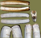 Ordnung Adapedonta (Cossmann & Peyrot, 1909)
