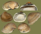 Anadara (Scapharca) kagoshimensis (Tokunaga, 1906)