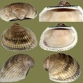 Anadara natalensis -  2. Fund
