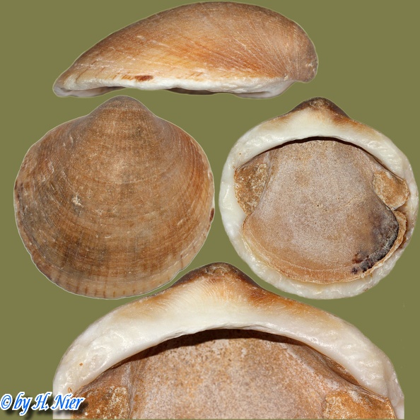 Glycymeris bimaculata -  1. Fund