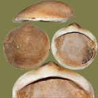 Stamm Mollusca (Cuvier, 1797)