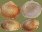 Ordnung Arcida (Arcoida) (Stoliczka, 1871)