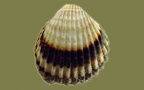 Acanthocardia tuberculata -  1. Fund