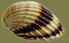 Gattung Acanthocardia (Gray, 1851)