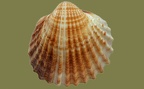 Acanthocardia tuberculata -  2. Fund