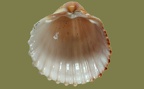 Acanthocardia tuberculata -  2. Fund