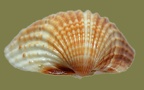 Acanthocardia tuberculata -  2. Fund