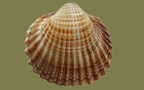 Acanthocardia tuberculata -  3. Fund