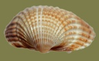 Acanthocardia tuberculata -  3. Fund