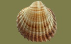 Acanthocardia tuberculata -  4. Fund