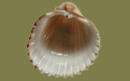 Acanthocardia tuberculata -  4. Fund