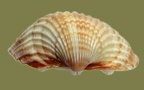 Acanthocardia tuberculata -  4. Fund