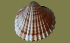 Acanthocardia tuberculata -  5. Fund