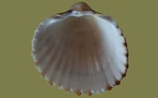 Acanthocardia tuberculata -  5. Fund