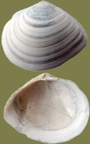 Ordnung Cardiida (Férussac, 1822)